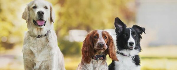 animaux de compagni